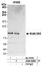 Shootin 1 antibody, A304-648A, Bethyl Labs, Immunoprecipitation image 