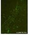 Chitinase 3 Like 1 antibody, NBP1-57913, Novus Biologicals, Immunocytochemistry image 