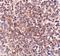 Putative overexpressed in colon carcinoma 1 protein antibody, A13456, Boster Biological Technology, Immunohistochemistry frozen image 