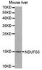 NADH:Ubiquinone Oxidoreductase Subunit S5 antibody, orb135971, Biorbyt, Western Blot image 