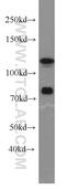 DGCR8 Microprocessor Complex Subunit antibody, 10996-1-AP, Proteintech Group, Western Blot image 