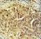 Cell Division Cycle 45 antibody, LS-C168595, Lifespan Biosciences, Immunohistochemistry paraffin image 