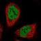 Serine Protease 35 antibody, PA5-58541, Invitrogen Antibodies, Immunofluorescence image 