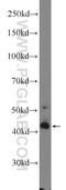 RAGE antibody, 16346-1-AP, Proteintech Group, Western Blot image 