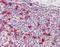 Prothymosin Alpha antibody, orb95840, Biorbyt, Immunohistochemistry paraffin image 