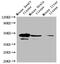 Selenoprotein P antibody, CSB-PA021018LA01HU, Cusabio, Western Blot image 