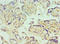 Glutaredoxin 2 antibody, LS-C379748, Lifespan Biosciences, Immunohistochemistry paraffin image 