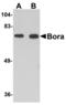 BORA Aurora Kinase A Activator antibody, MBS150353, MyBioSource, Western Blot image 