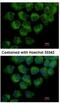Cytoplasmic dynein 1 light intermediate chain 1 antibody, NBP2-14935, Novus Biologicals, Immunocytochemistry image 