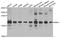Ring Finger Protein 5 antibody, A05826, Boster Biological Technology, Western Blot image 