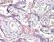 VPS41 Subunit Of HOPS Complex antibody, orb95820, Biorbyt, Immunohistochemistry paraffin image 