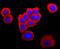 Fatty Acid Binding Protein 4 antibody, A01528-1, Boster Biological Technology, Immunocytochemistry image 