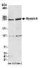 Myosin Heavy Chain 9 antibody, A304-490A, Bethyl Labs, Western Blot image 