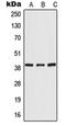 RNA Polymerase III Subunit F antibody, orb215004, Biorbyt, Western Blot image 