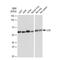 Lysyl Oxidase antibody, GTX03201, GeneTex, Western Blot image 