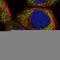 R3H Domain And Coiled-Coil Containing 1 antibody, HPA023153, Atlas Antibodies, Immunocytochemistry image 