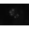 BUB1 Mitotic Checkpoint Serine/Threonine Kinase antibody, MA1-5755, Invitrogen Antibodies, Immunofluorescence image 