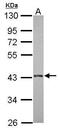 Mitochondrial E3 Ubiquitin Protein Ligase 1 antibody, PA5-29550, Invitrogen Antibodies, Western Blot image 