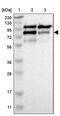 CCR4-NOT transcription complex subunit 3 antibody, PA5-52291, Invitrogen Antibodies, Western Blot image 