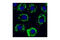 Perilipin A antibody, 3467S, Cell Signaling Technology, Immunofluorescence image 