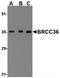 BRCA1/BRCA2-Containing Complex Subunit 3 antibody, AP05726SU-N, Origene, Western Blot image 