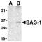 HAP antibody, AP05586PU-N, Origene, Western Blot image 