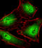 RNA Polymerase II Subunit C antibody, A09308-1, Boster Biological Technology, Immunofluorescence image 