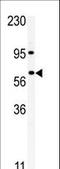 RIO Kinase 1 antibody, LS-C100724, Lifespan Biosciences, Western Blot image 