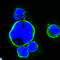 ISL LIM Homeobox 1 antibody, LS-C812662, Lifespan Biosciences, Immunofluorescence image 