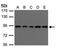 VPS35 Retromer Complex Component antibody, LS-C185941, Lifespan Biosciences, Western Blot image 