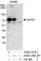 Sec1 Family Domain Containing 1 antibody, A302-138A, Bethyl Labs, Immunoprecipitation image 