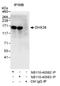 Pre-mRNA-splicing factor ATP-dependent RNA helicase PRP16 antibody, NB110-40582, Novus Biologicals, Immunoprecipitation image 