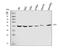 SDH antibody, M07851-1, Boster Biological Technology, Western Blot image 
