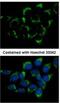 Intraflagellar Transport 74 antibody, NBP1-31097, Novus Biologicals, Immunocytochemistry image 
