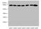 Calpain 2 antibody, A52892-100, Epigentek, Western Blot image 