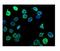 Lamin B1 antibody, PB9611, Boster Biological Technology, Immunofluorescence image 
