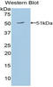 Erythropoietin antibody, LS-C293787, Lifespan Biosciences, Western Blot image 