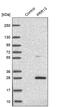 Proline-rich protein 13 antibody, PA5-61188, Invitrogen Antibodies, Western Blot image 