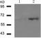 Estrogen Receptor 1 antibody, TA321067, Origene, Western Blot image 