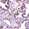 RNS3 antibody, A03115-1, Boster Biological Technology, Immunohistochemistry frozen image 