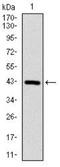 Coactosin Like F-Actin Binding Protein 1 antibody, NBP2-37519, Novus Biologicals, Western Blot image 