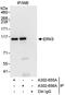 Mitogen-Activated Protein Kinase 7 antibody, A302-655A, Bethyl Labs, Immunoprecipitation image 