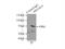Nuclear protein localization protein 4 homolog antibody, 11638-1-AP, Proteintech Group, Immunoprecipitation image 