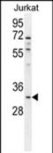Olfactory Receptor Family 5 Subfamily B Member 12 antibody, PA5-71537, Invitrogen Antibodies, Western Blot image 
