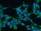 E3 ubiquitin-protein ligase ARIH2 antibody, 15006-1-AP, Proteintech Group, Immunofluorescence image 