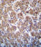 Apolipoprotein C2 antibody, 63-212, ProSci, Immunohistochemistry frozen image 