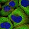 Valyl-TRNA Synthetase antibody, HPA046710, Atlas Antibodies, Immunofluorescence image 