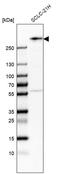 WNK Lysine Deficient Protein Kinase 2 antibody, PA5-53440, Invitrogen Antibodies, Western Blot image 