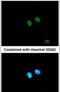 PR/SET Domain 8 antibody, PA5-28414, Invitrogen Antibodies, Immunofluorescence image 