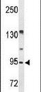 BMP/Retinoic Acid Inducible Neural Specific 3 antibody, PA5-26496, Invitrogen Antibodies, Western Blot image 